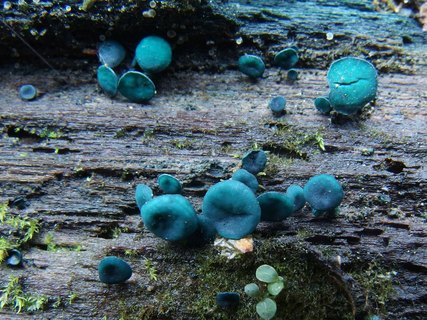 Chlorociboria aeruginascens MVK 20231104-03