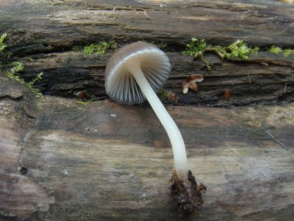 Mycena maculata - Мицена пятнистая