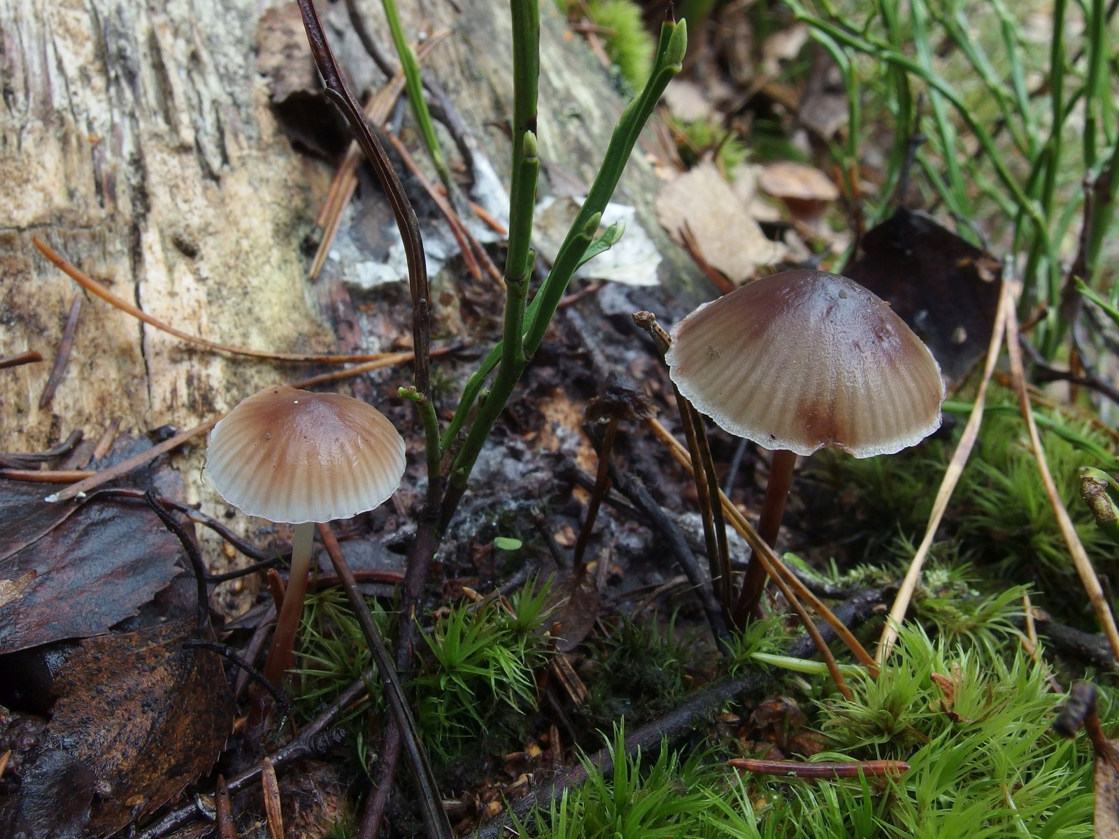 Mycena maculata - Мицена пятнистая