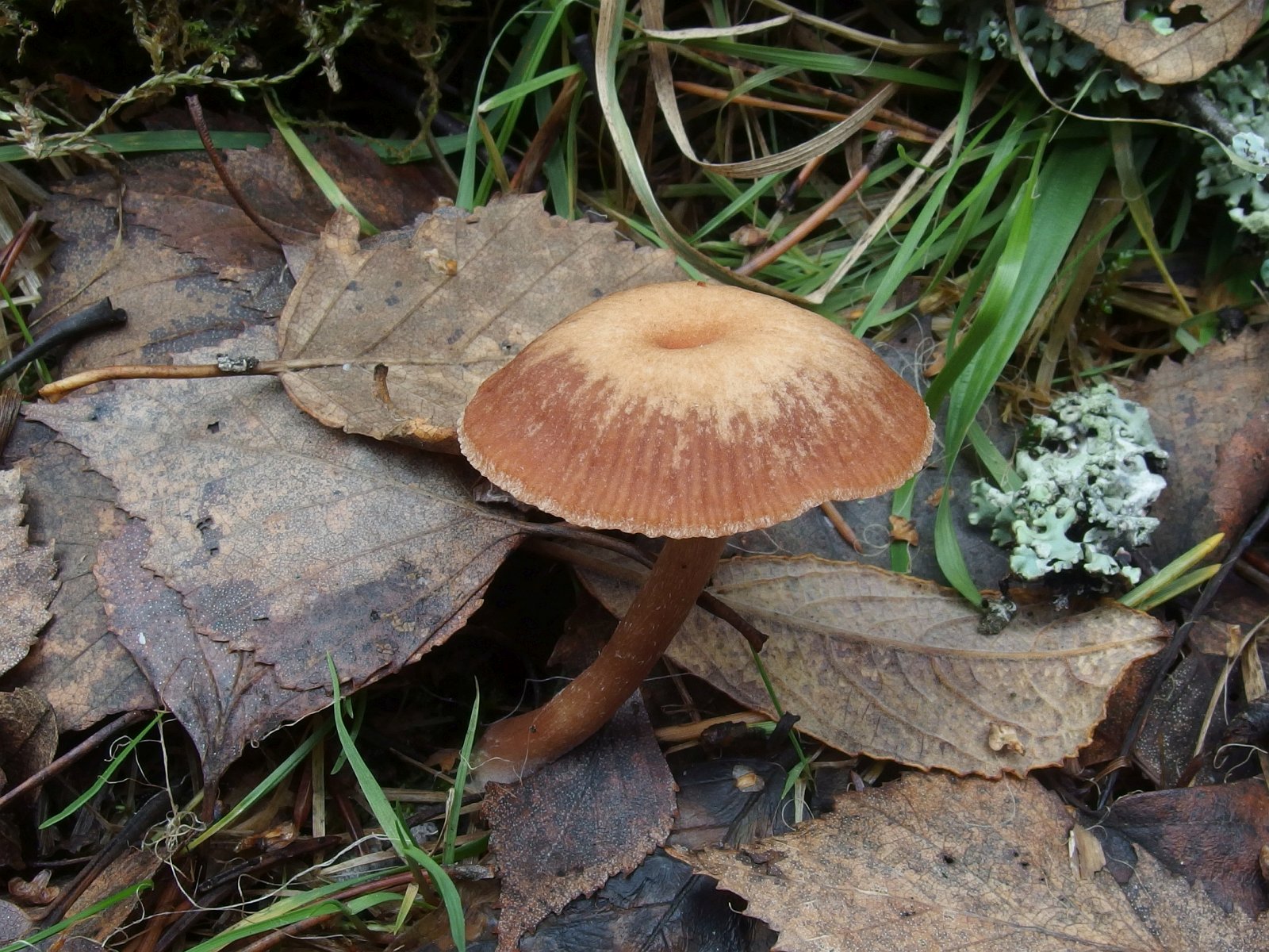Tubaria furfuracea MVK 20231104-01