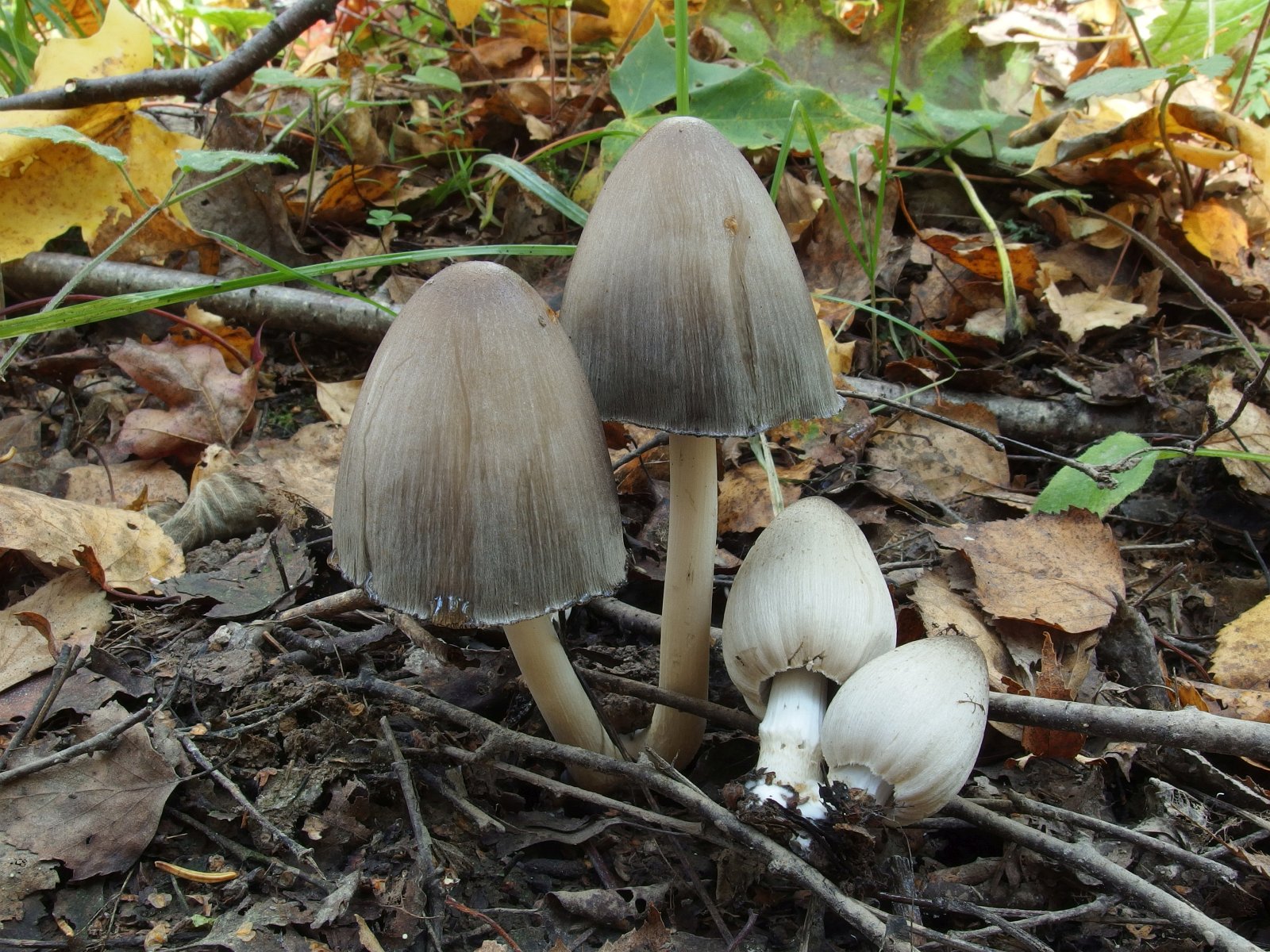 Coprinopsis atramentaria MVK 20231002-03