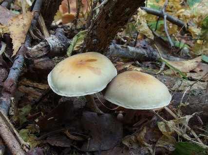 Hypholoma capnoides MVK 20231002-03