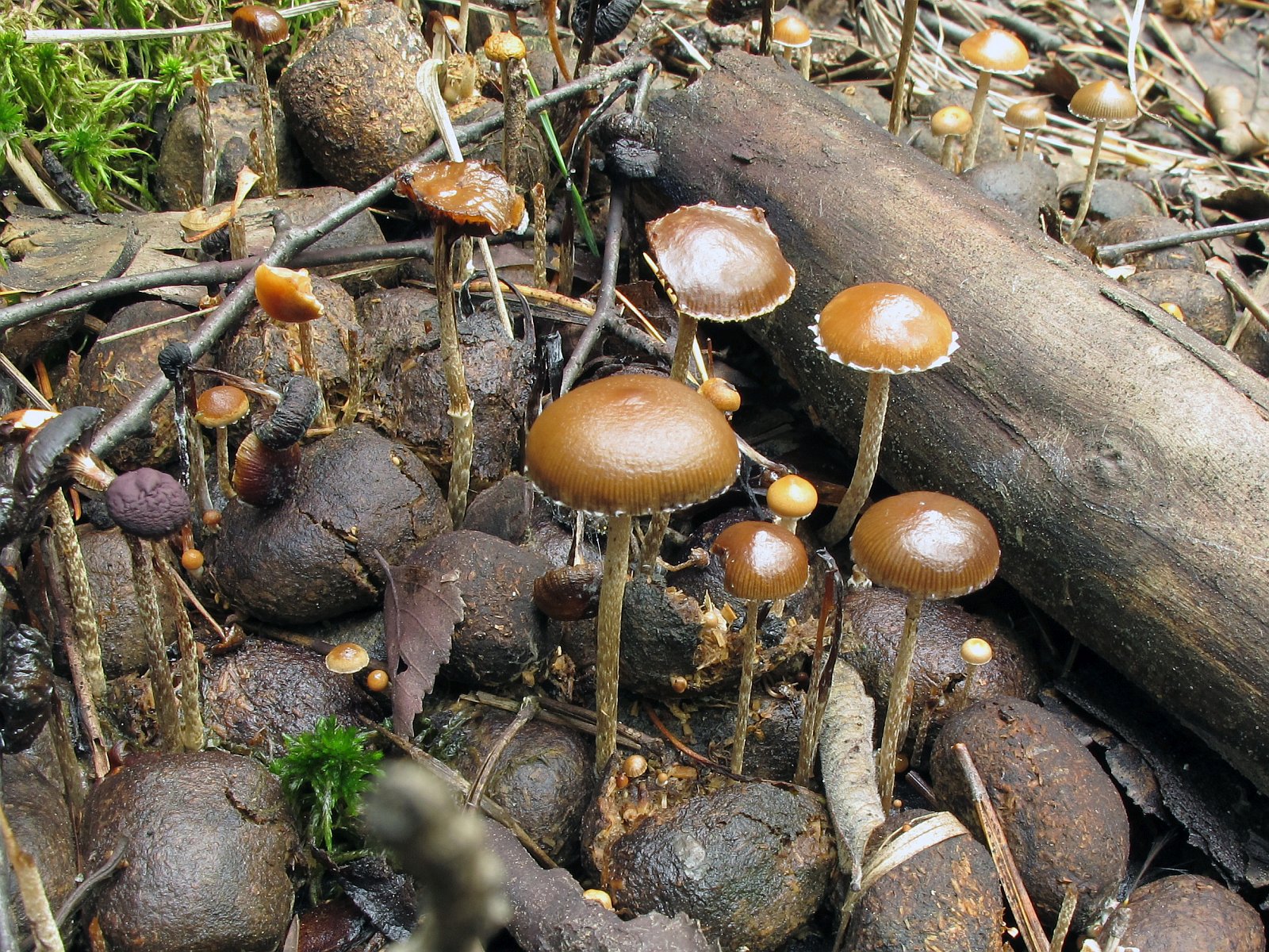 Deconica coprophila MVK 20010724-01L