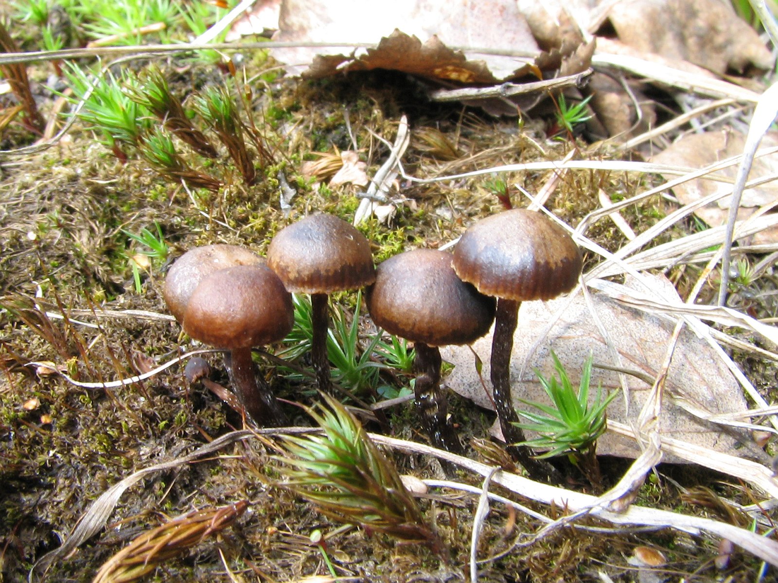 Deconica montana MVK 20060513-04L