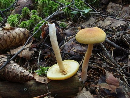 Gymnopilus stabilis MVK 20230823-03