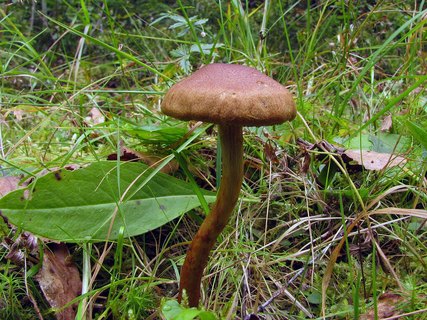Cortinarius uliginosus