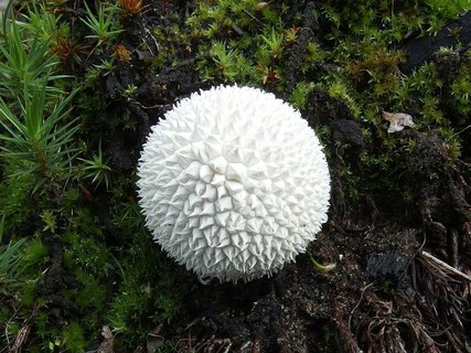 Lycoperdon marginatum MVK 20230823-03R