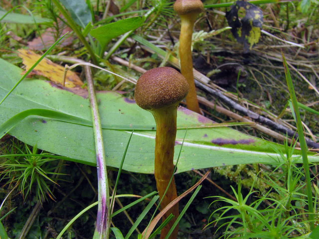 Cortinarius uliginosus