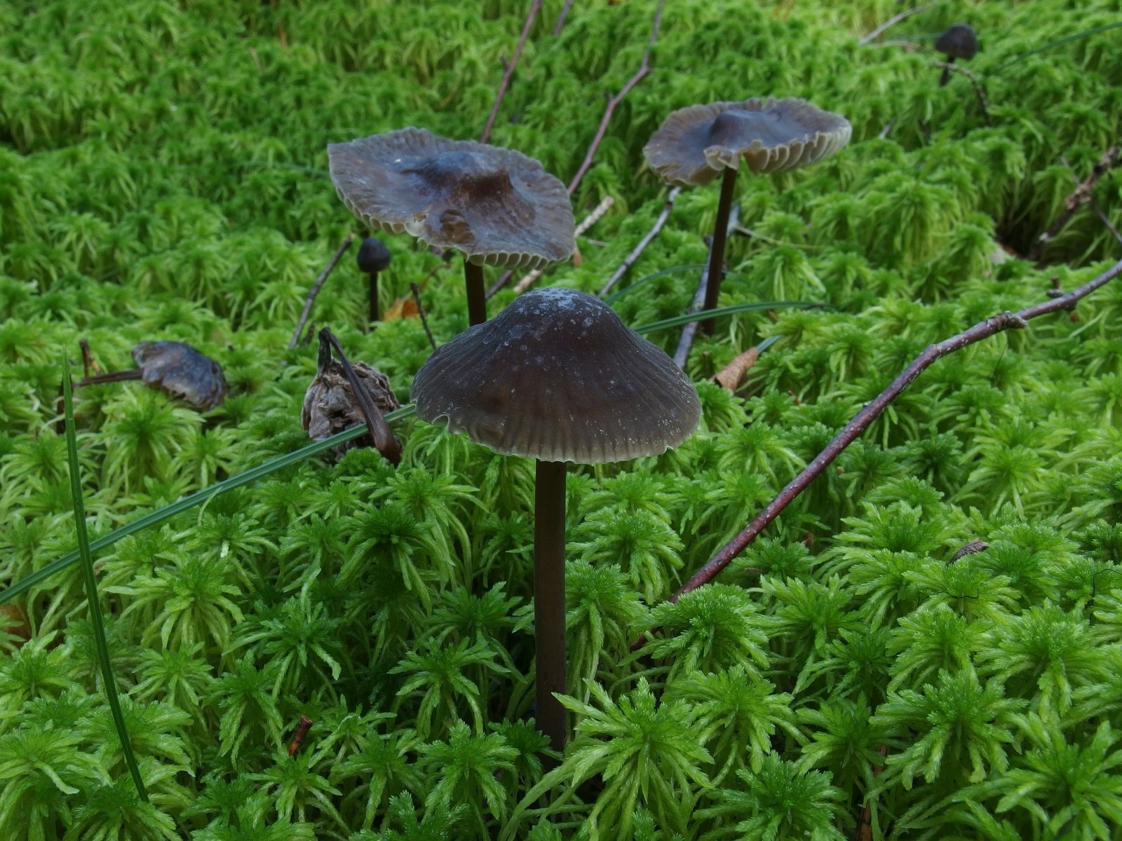 Mycena megaspora MVK 20230823-04