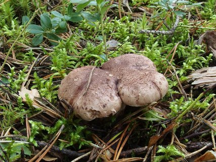 Sarcodon glaucopus MVK 20230823-03