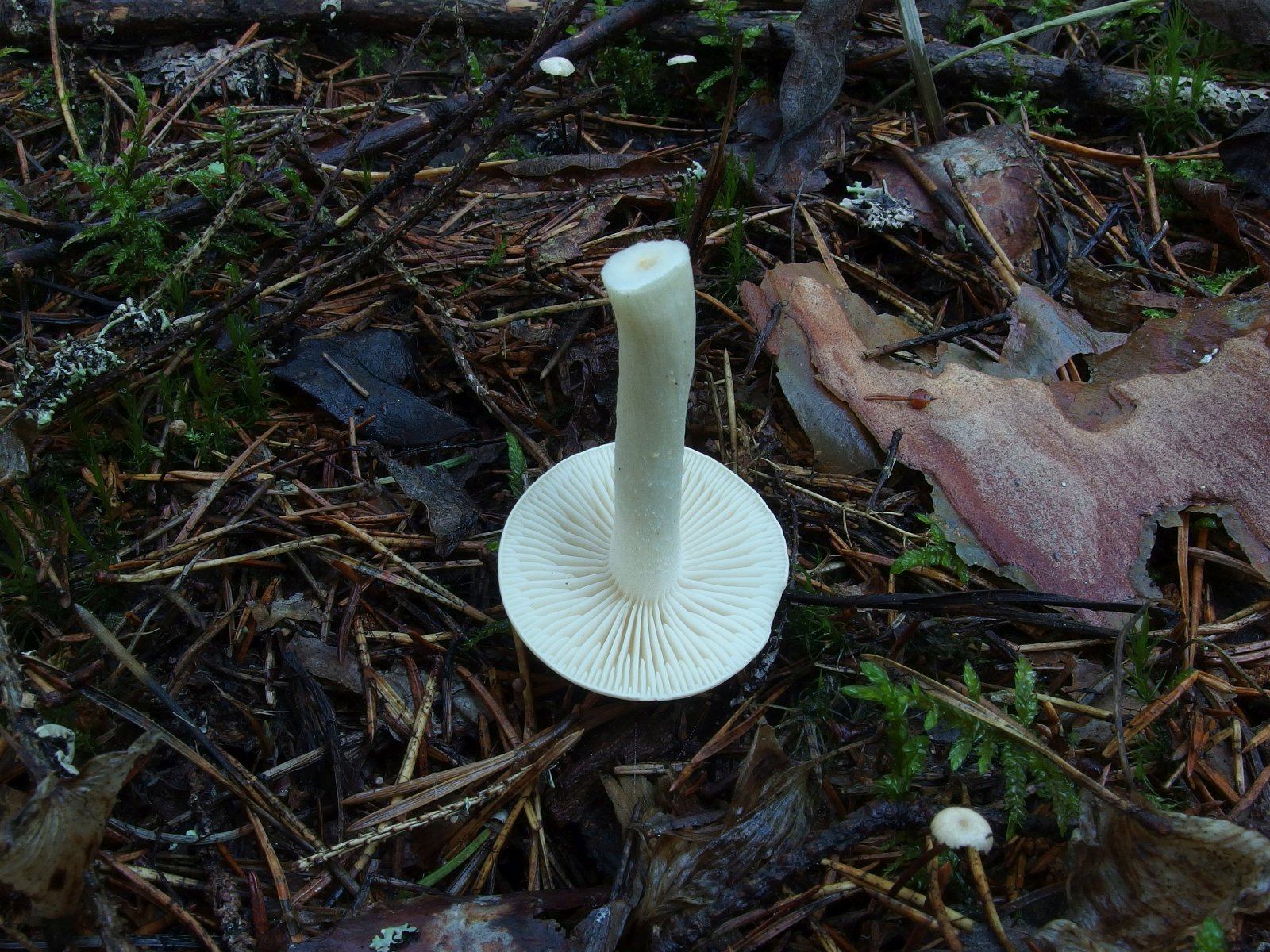 Tricholoma inamoenum MVK 20230823-02