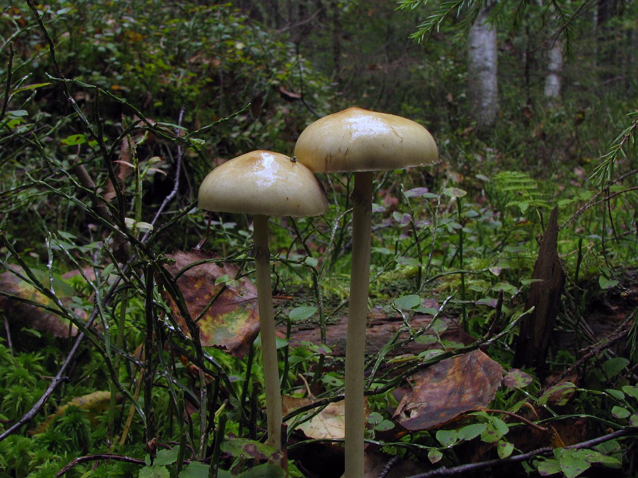 Stropharia alcis MVK 20080913