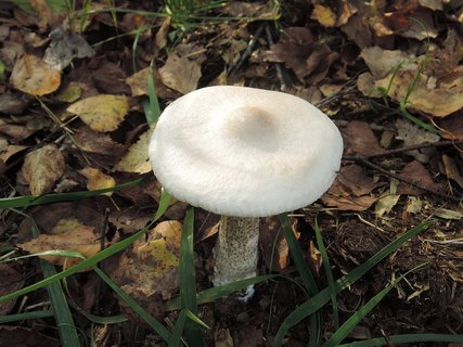 Melanoleuca verrucipes HAP 20241012-01