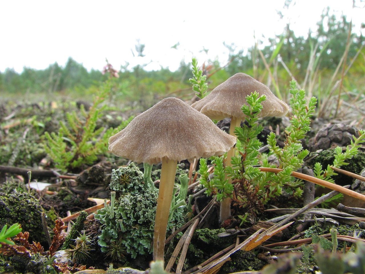 Entoloma nitens