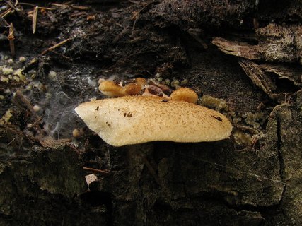 Crepidotus mollis