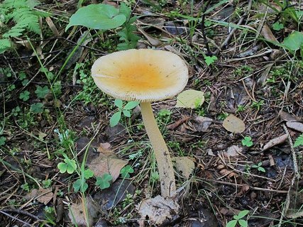 Amanita crocea – Поплавок шафрановый