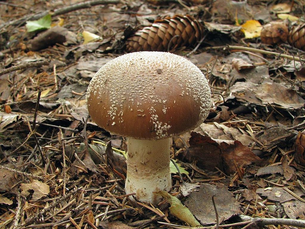 Amanita excelsa