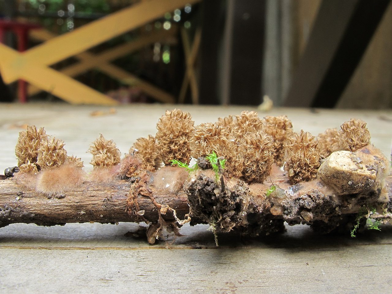 Cyathus striatus