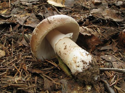 Amanita excelsa
