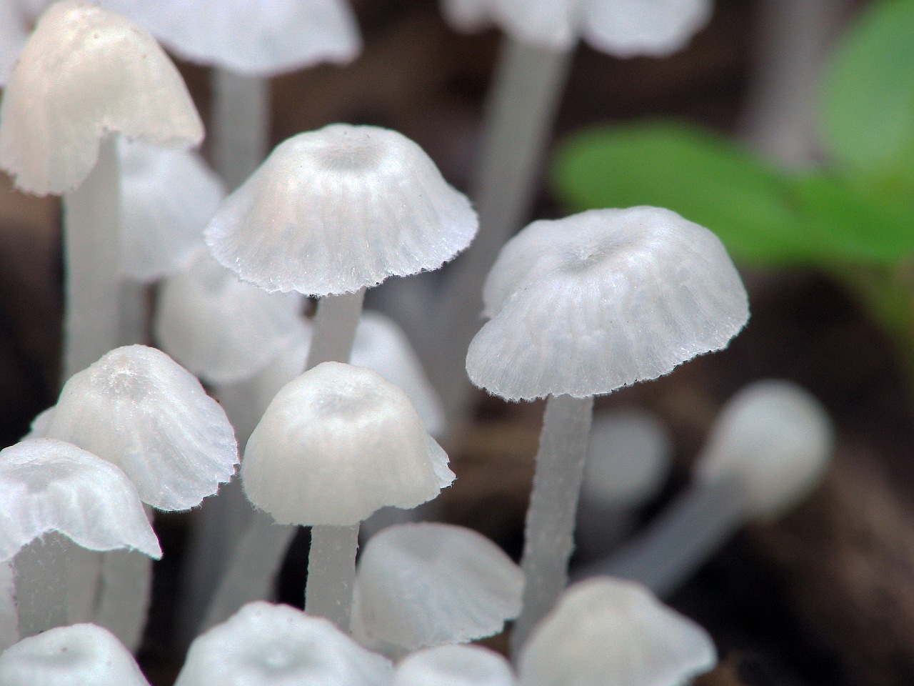 Delicatula integrella