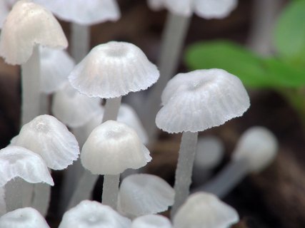 Delicatula integrella