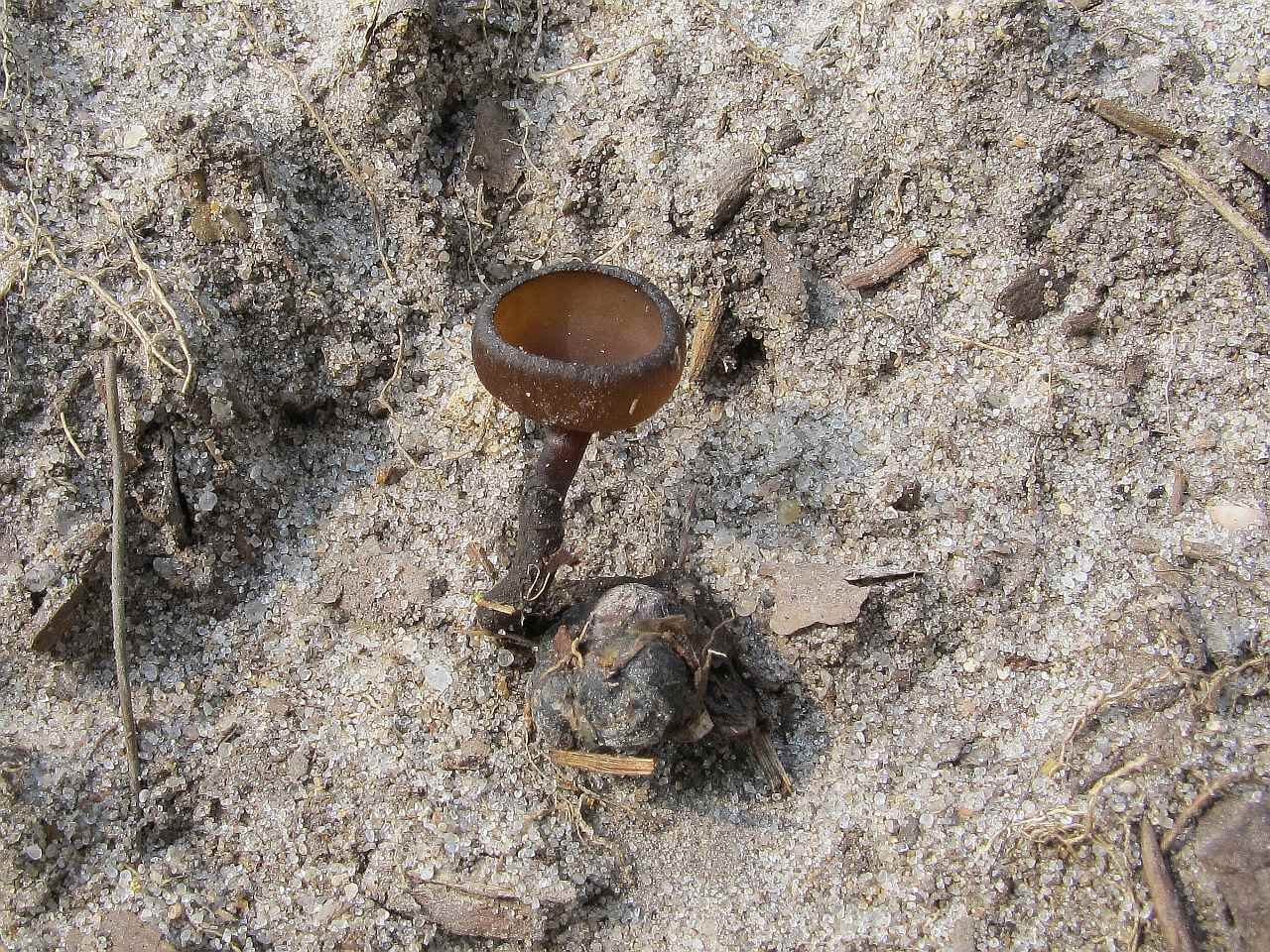 Dumontinia