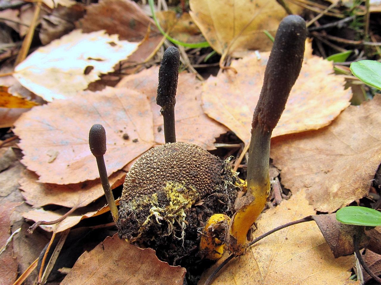 Elaphocordiceps