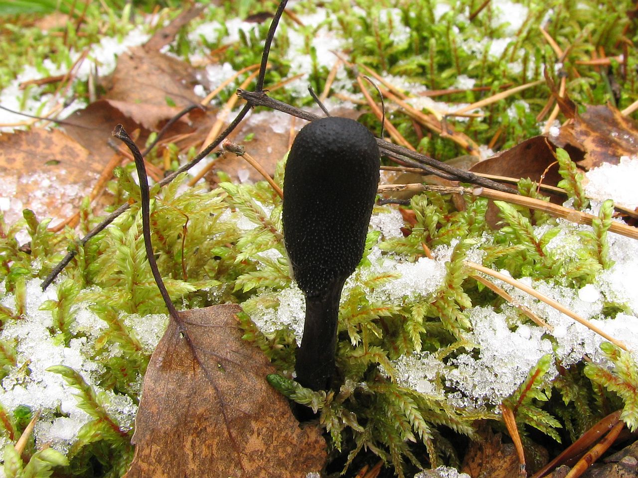Elaphocordiceps ophioglossoides