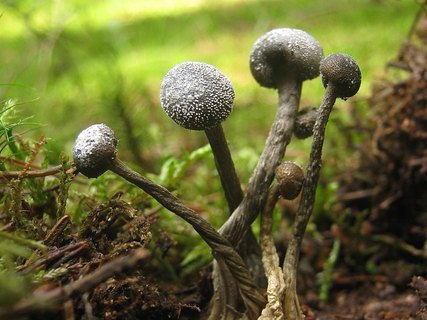 Elaphocordyceps capitata