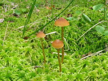 Galerina paludosa