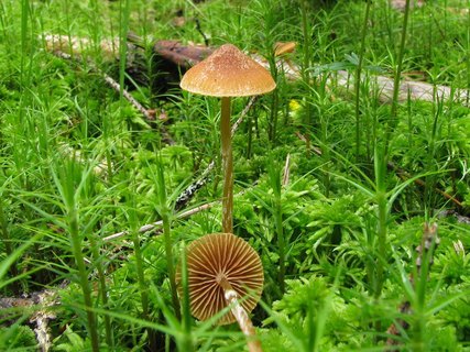 Galerina paludosa