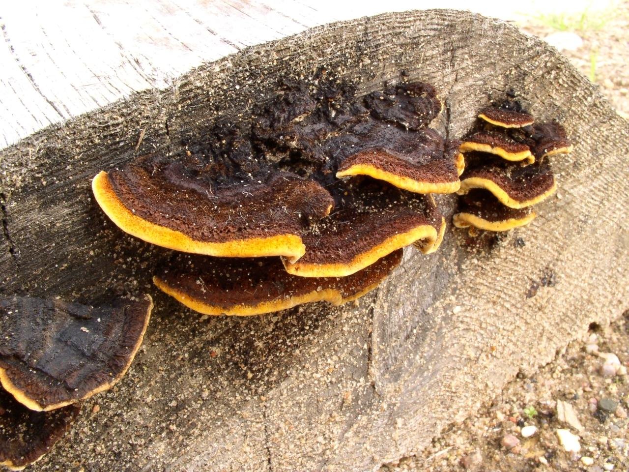 Gloeophyllum