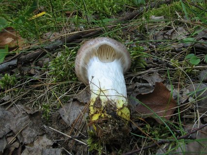 Gomphidius glutinosus