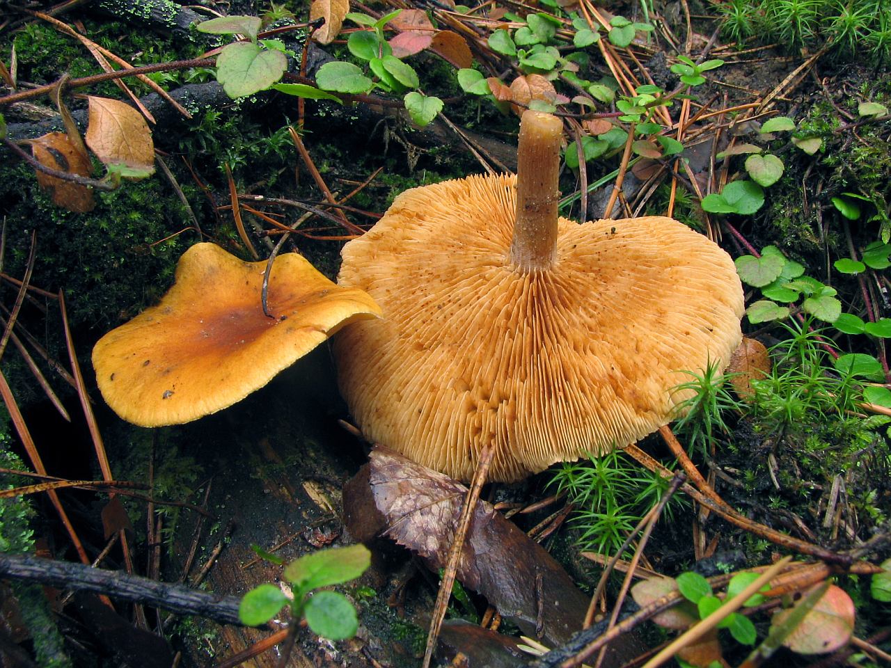 Gymnopilus penetrans