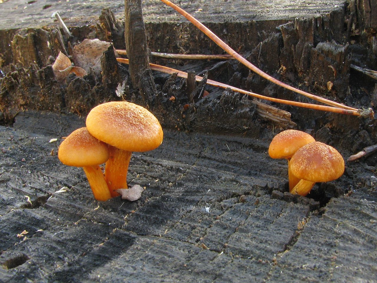 Gymnopilus sapineus