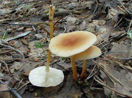 Gymnopus dryophilus