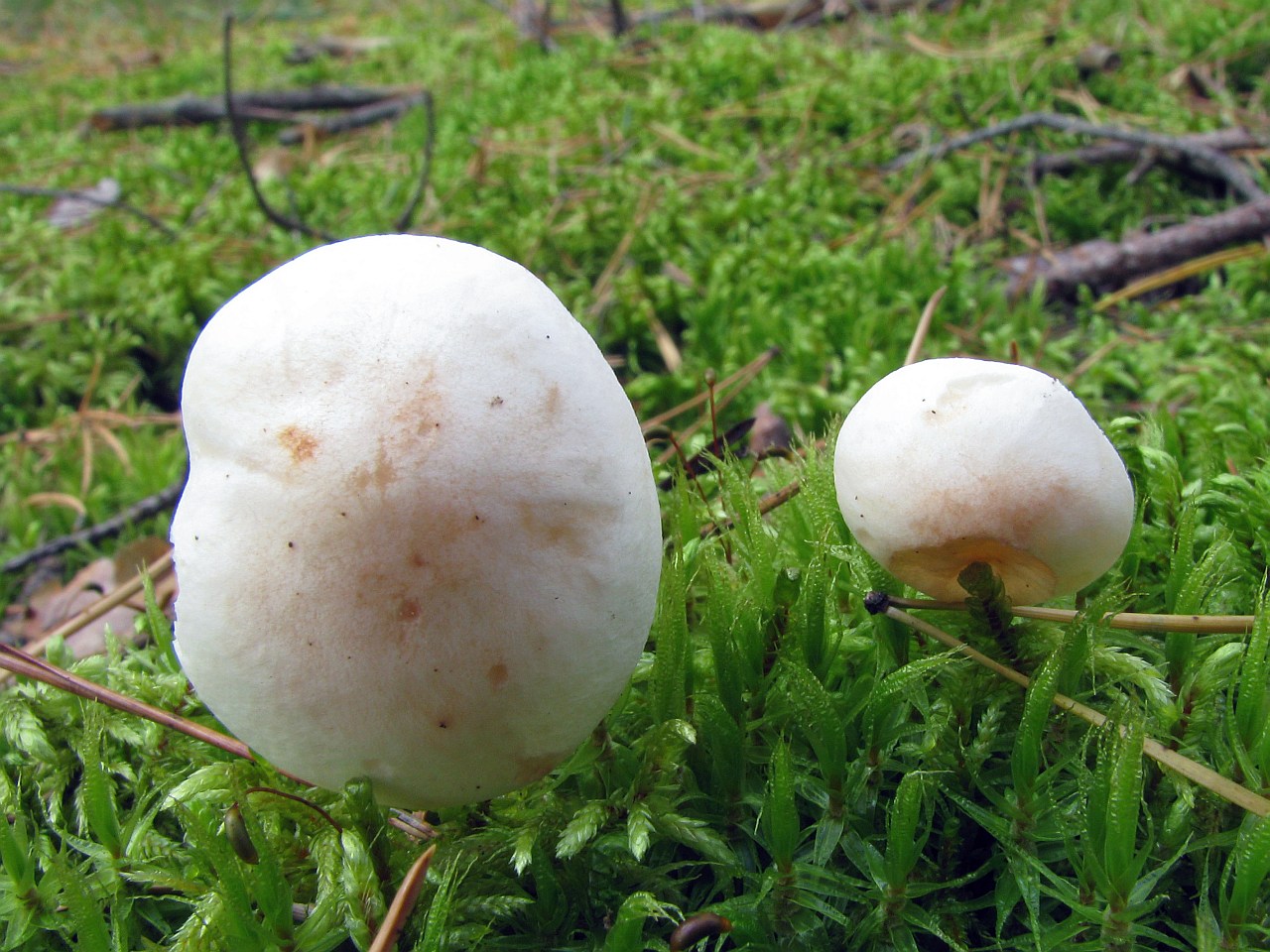 Gymnopus maculatus