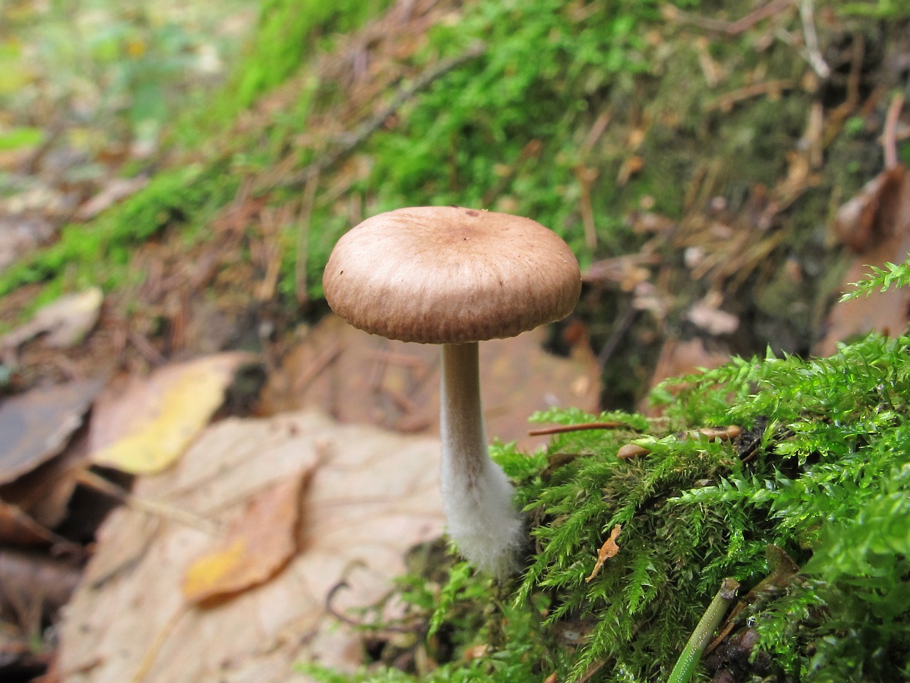 Gymnopus peronatus