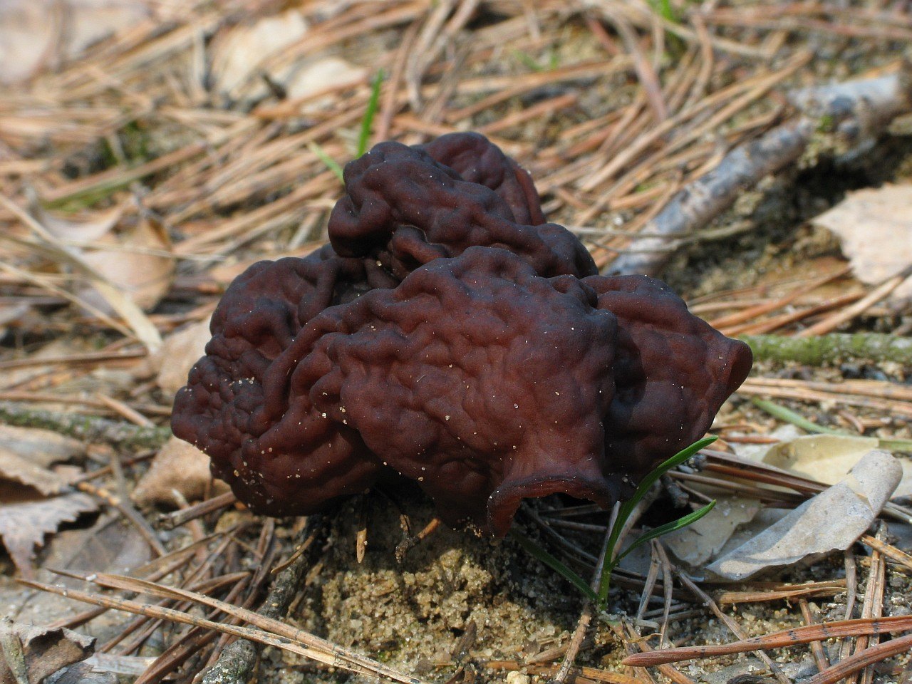 Gyromitra