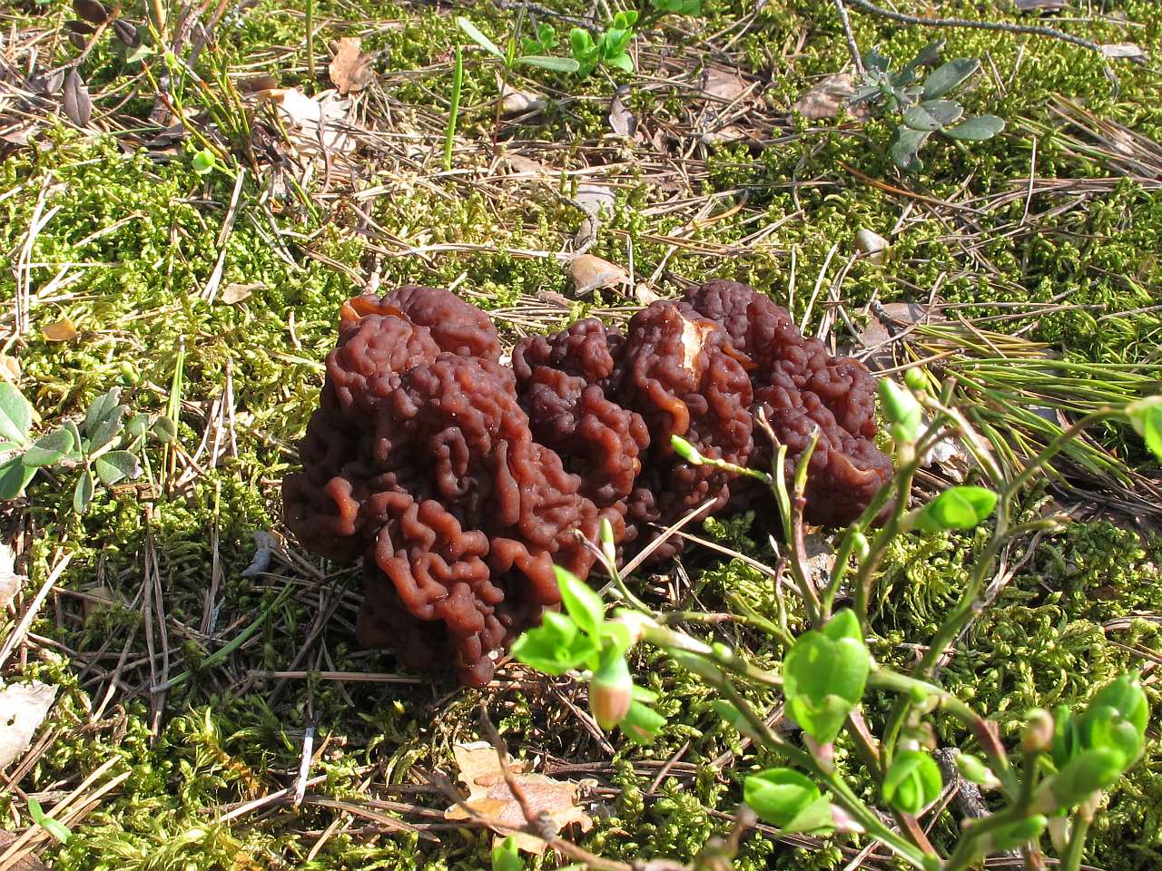 Gyromitra esculenta