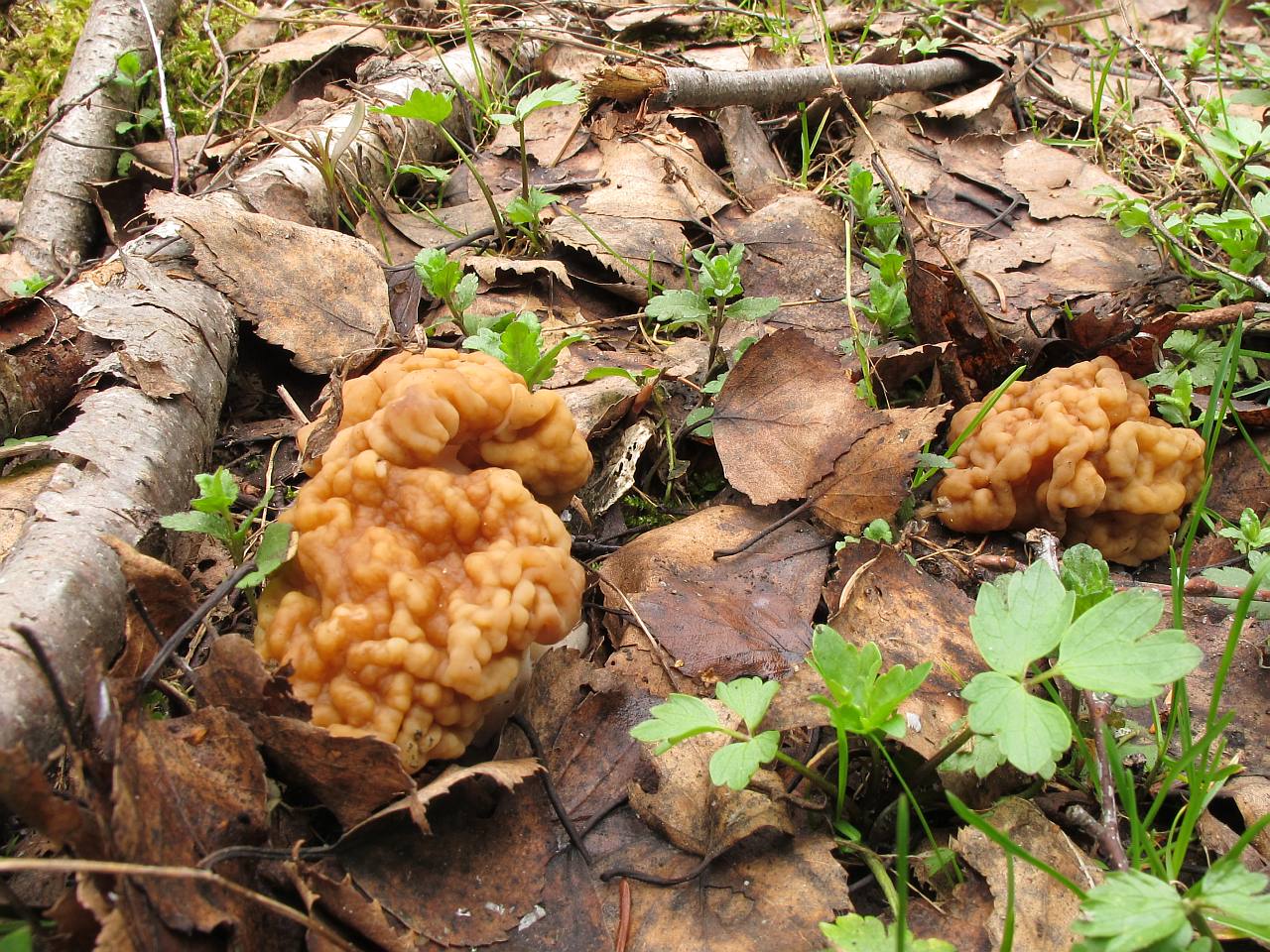 Gyromitra gigas