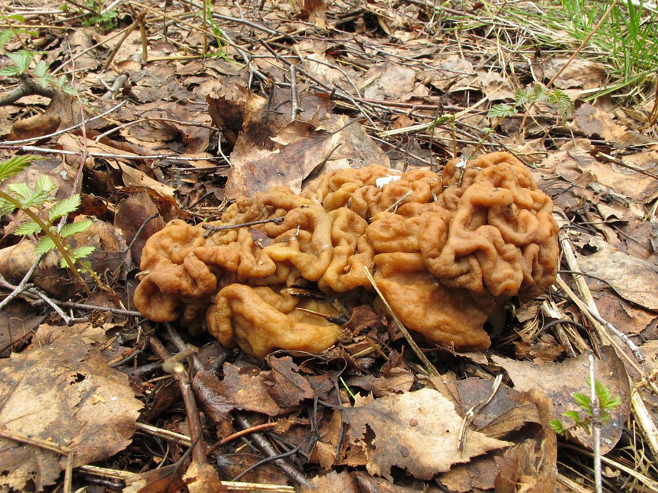 Gyromitra gigas