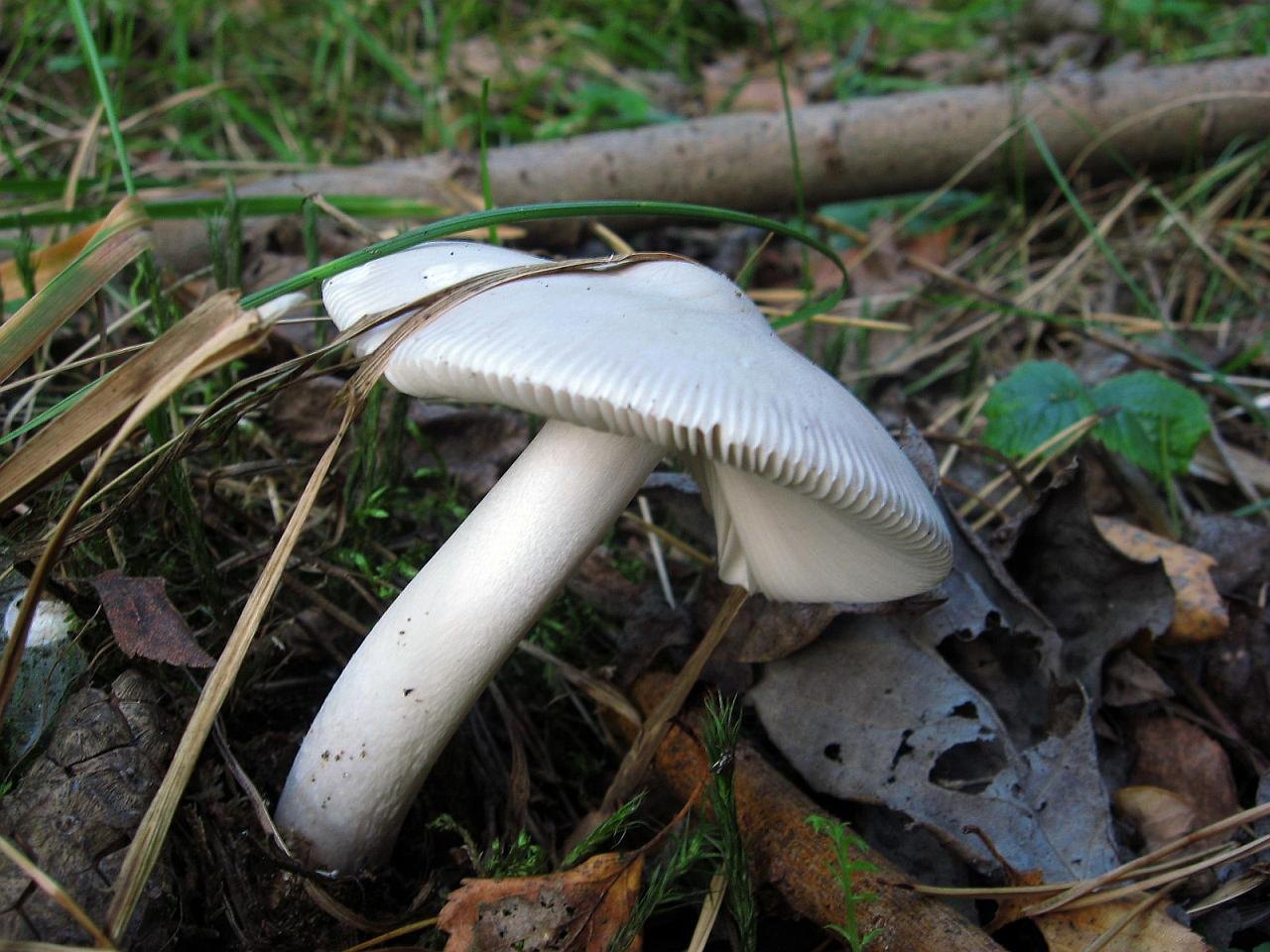Amanita nivalis