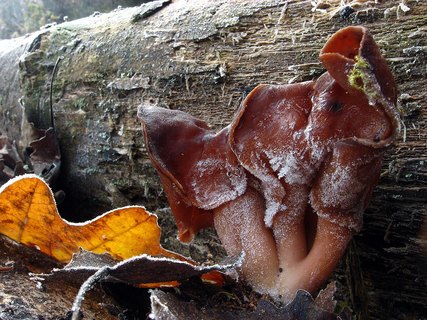 Gyromitra infula