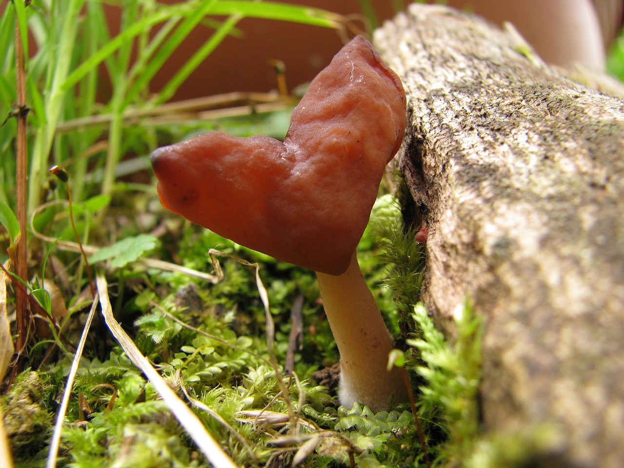 Gyromitra infula