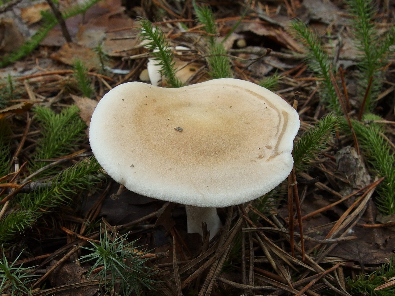 Hebeloma