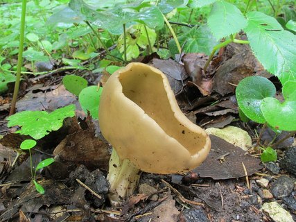 Helvella acetabulum