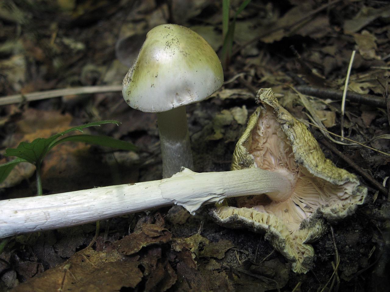 Amanita phalloides