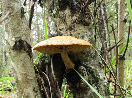 Hemipholiota heteroclita