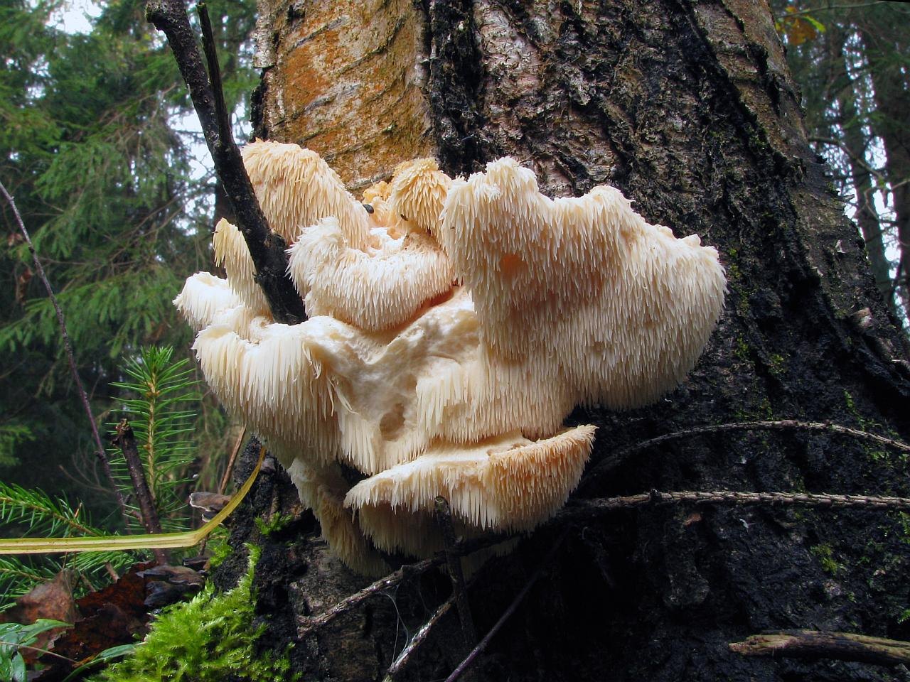 Hericium